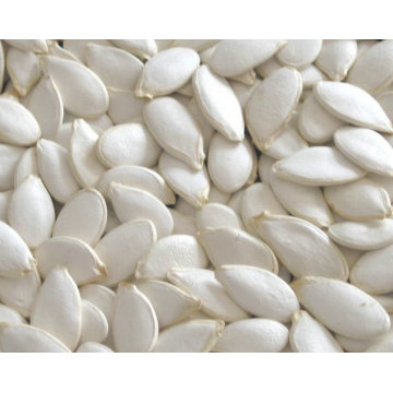 Fornecedor profissional de sementes de abóbora gws china saudável e pureza natural